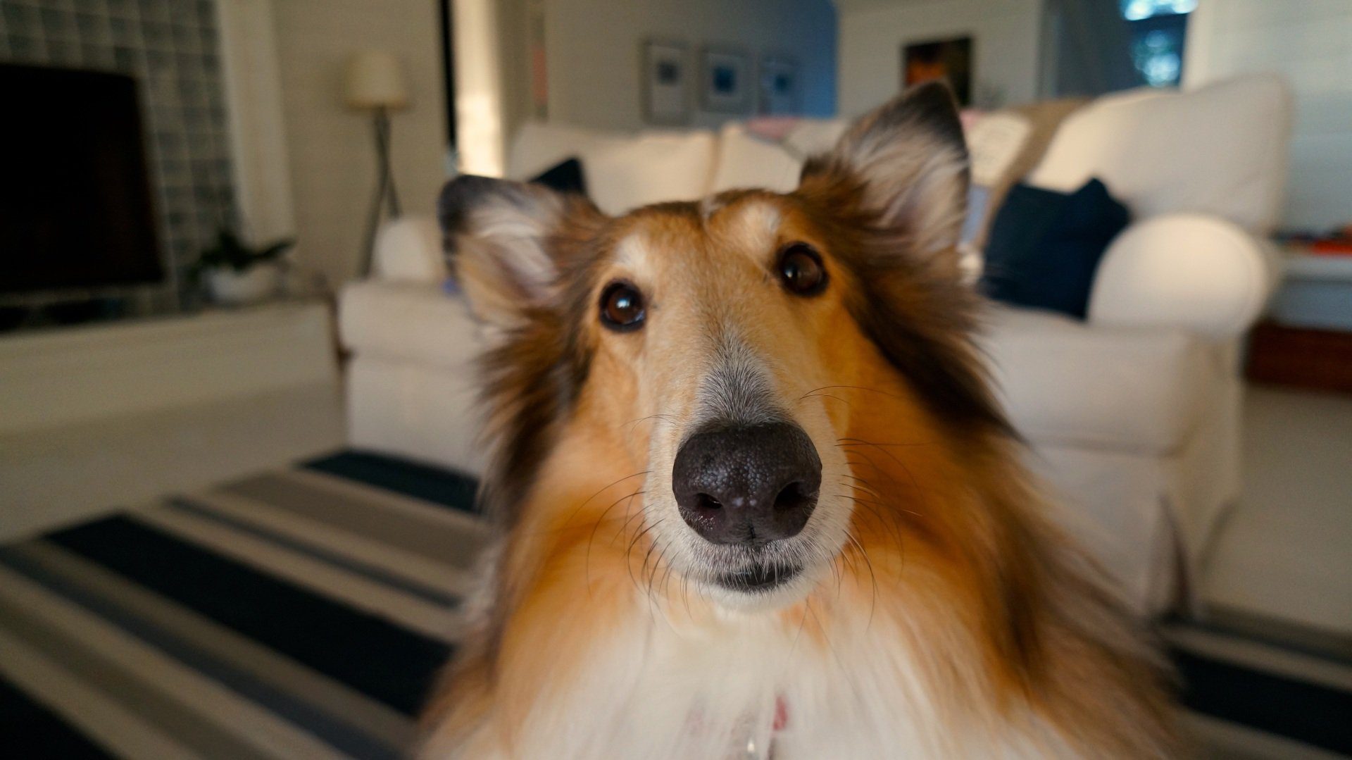 Collie looking at camera
