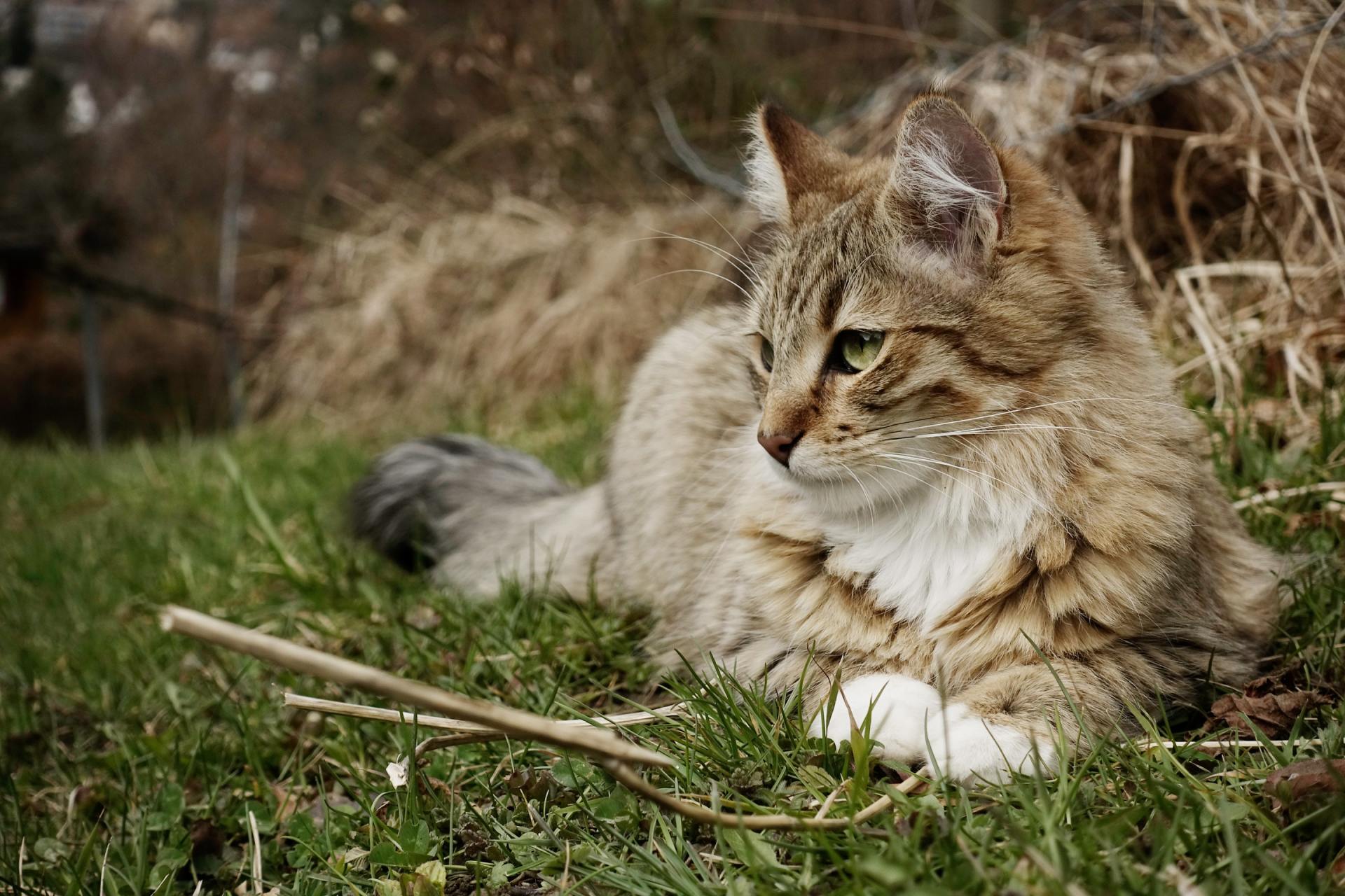 Cat lying in grass