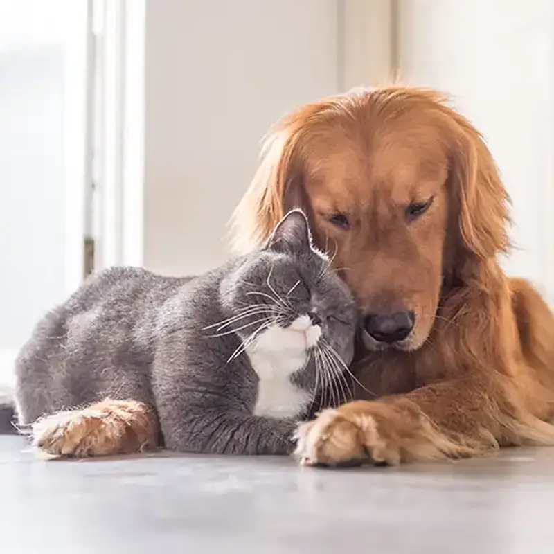 Cat and dog cuddling together