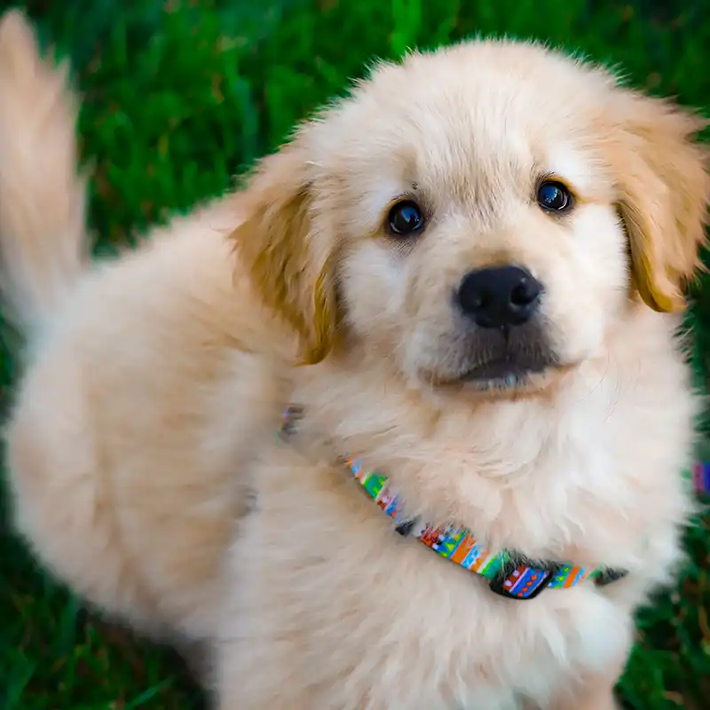 Close up of a golden retriever puppy