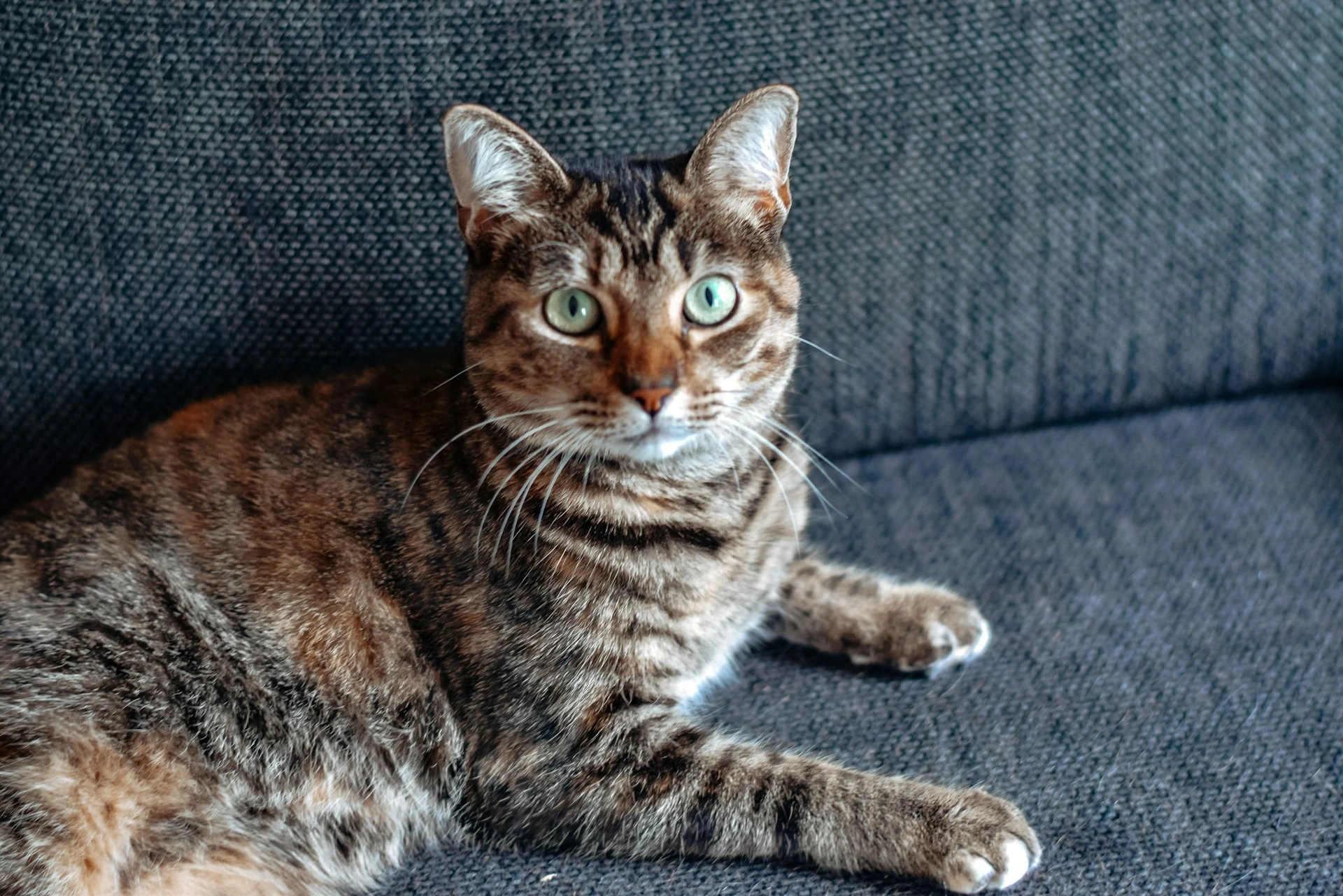 A brown tabby cat with light green eyes lies on a dark textured sofa.