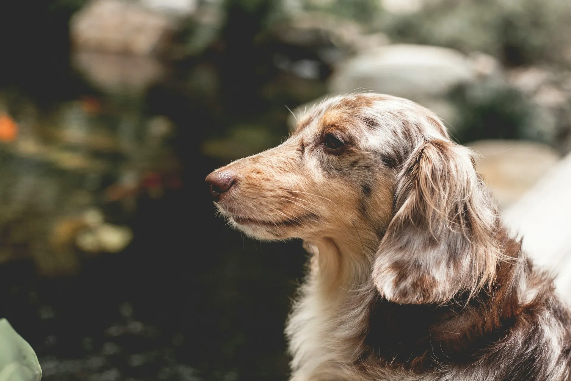 A profile view of a Dachshund against a soft, blurred outdoor background.