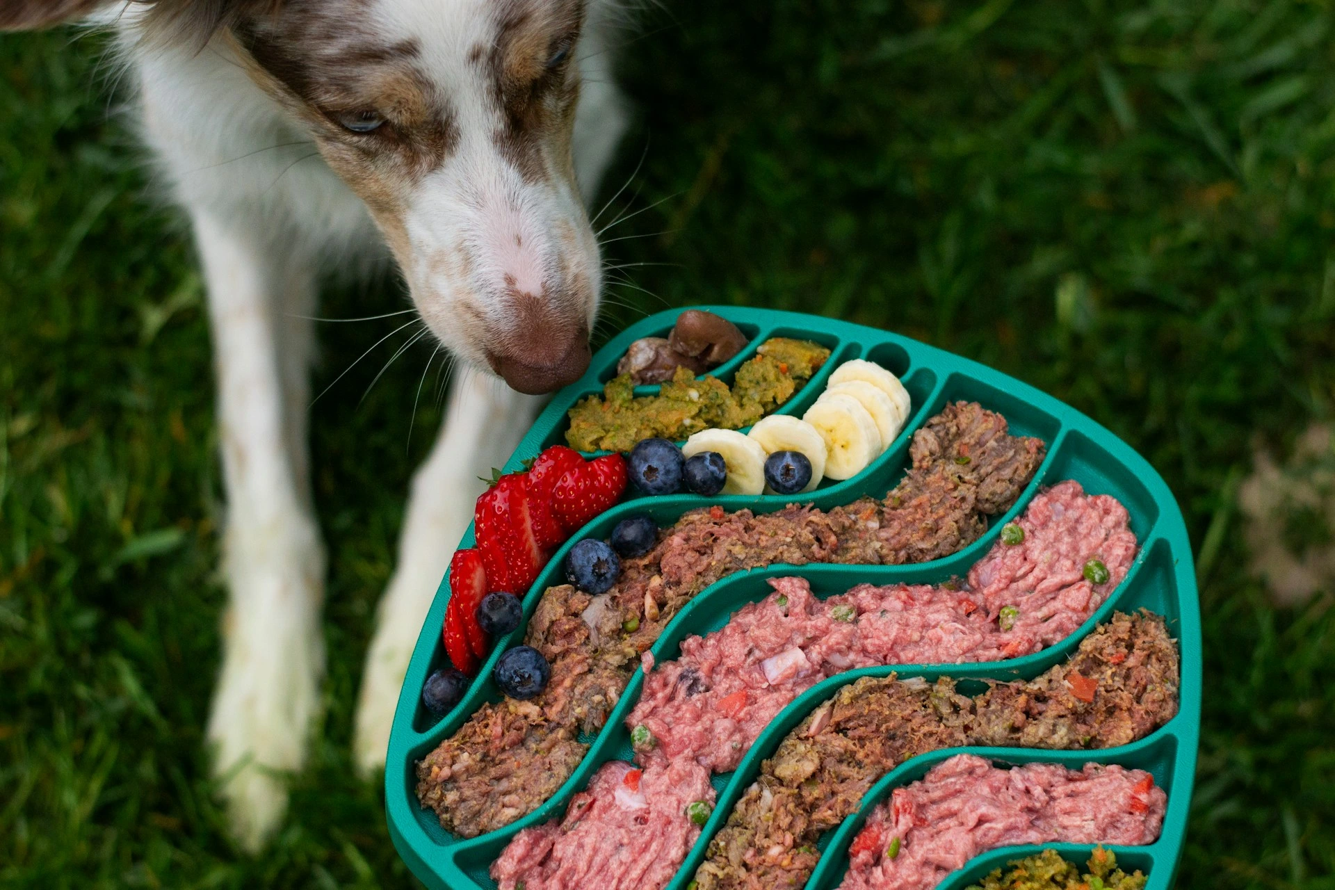 A speckled dog sniffing a slow-feeder mat filled with an assortment of raw meat, blueberries, sliced strawberries, and bananas on a grass lawn.