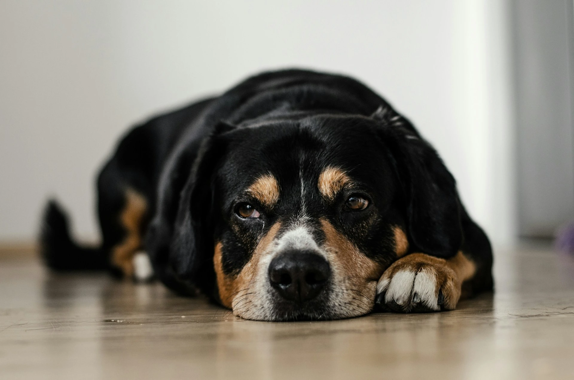 A large black, tan, and white dog lies flat on a light-colored floor.