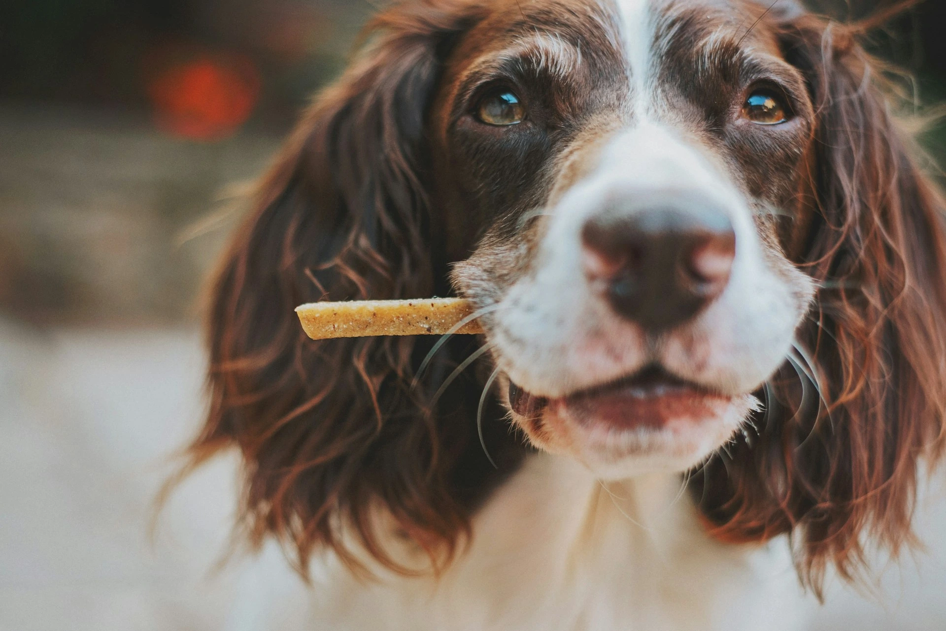 A brown and white Springer Spaniel holding a treat in its mouth.