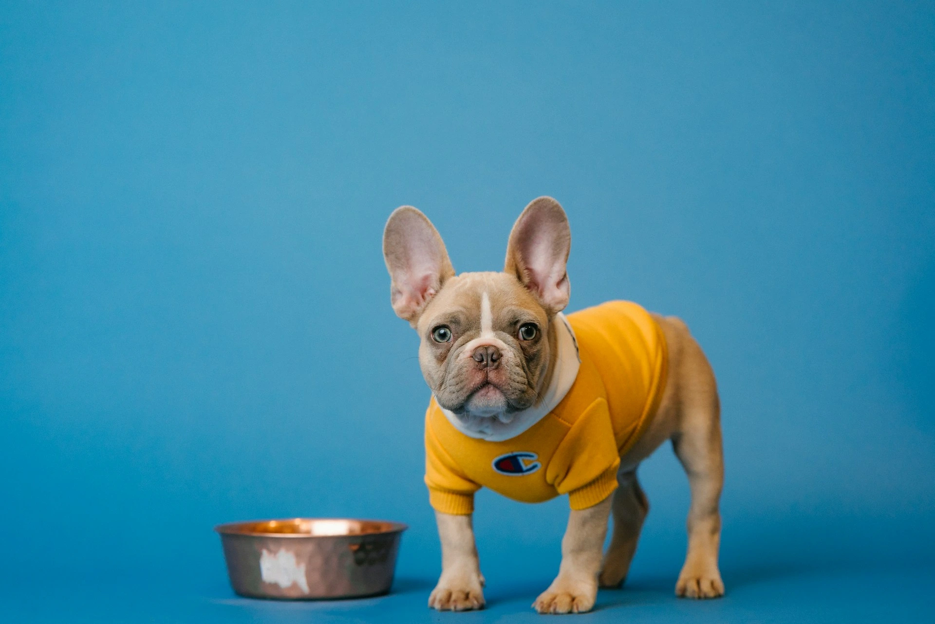 A French Bulldog puppy stands next to a copper bowl against a solid blue background.
