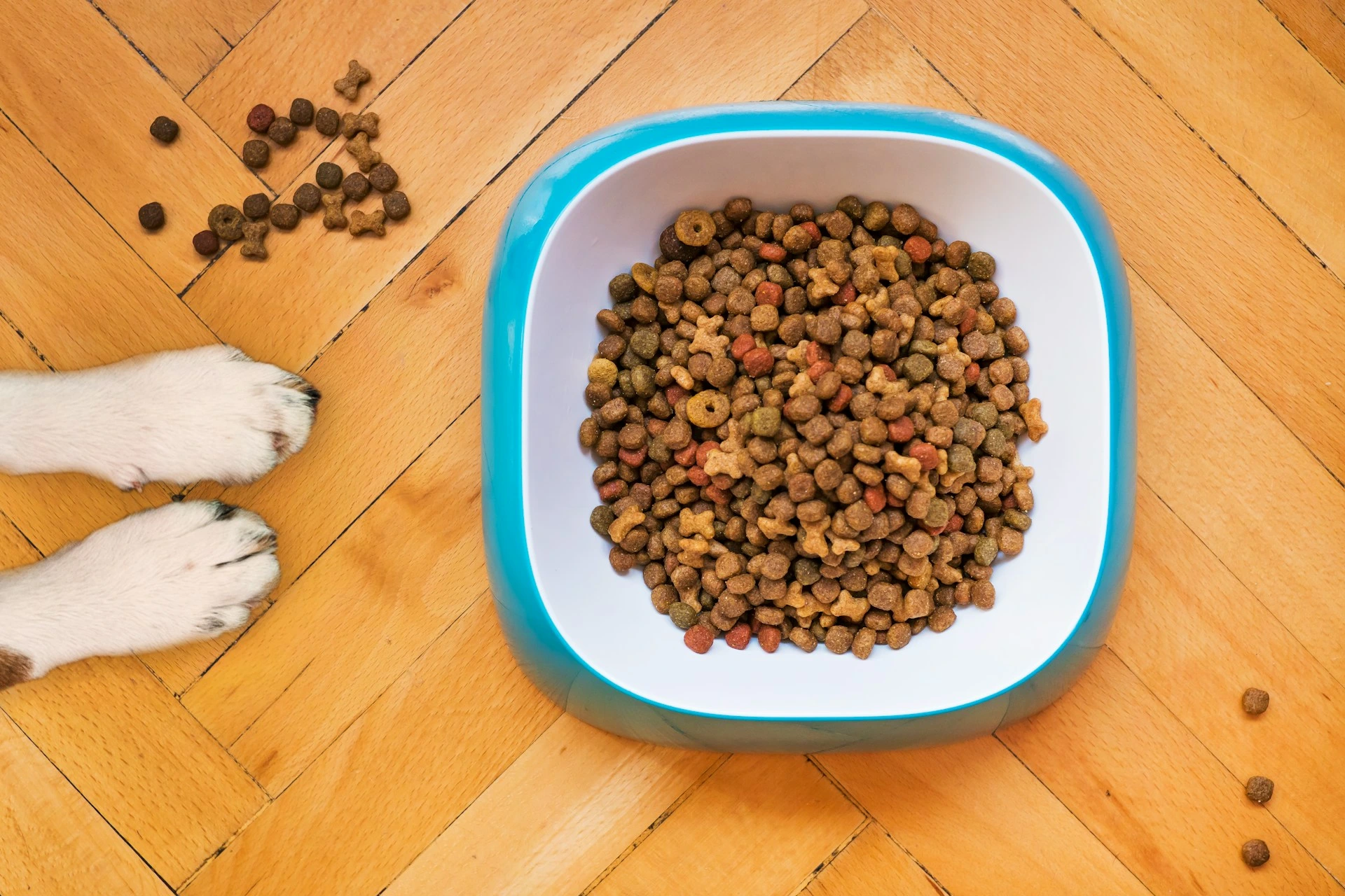 A top-down view of a bowl filled with dry kibble on a wooden parquet floor, with a dog's white paws.