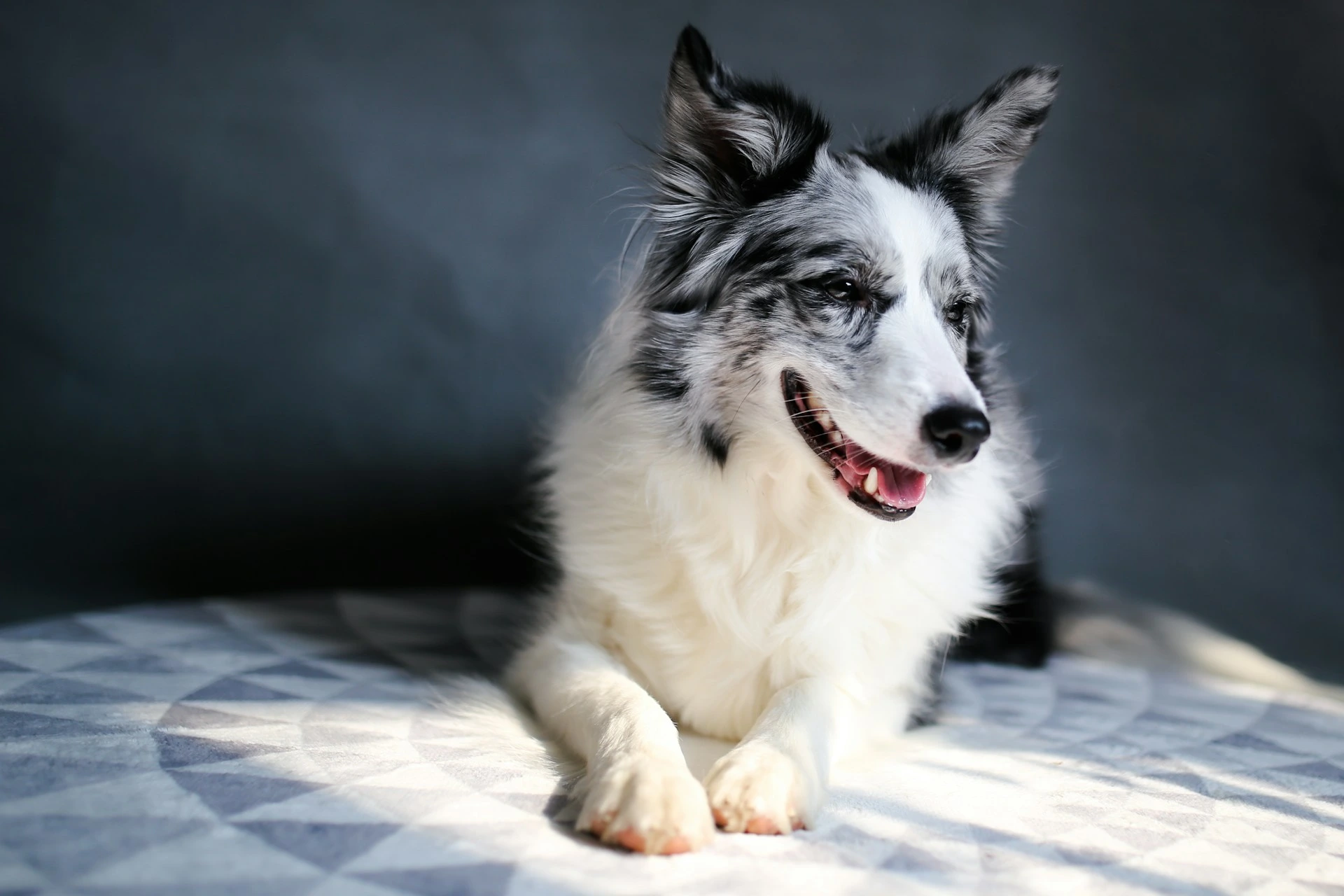 A Border Collie lies on a patterned surface, looking off to the side.