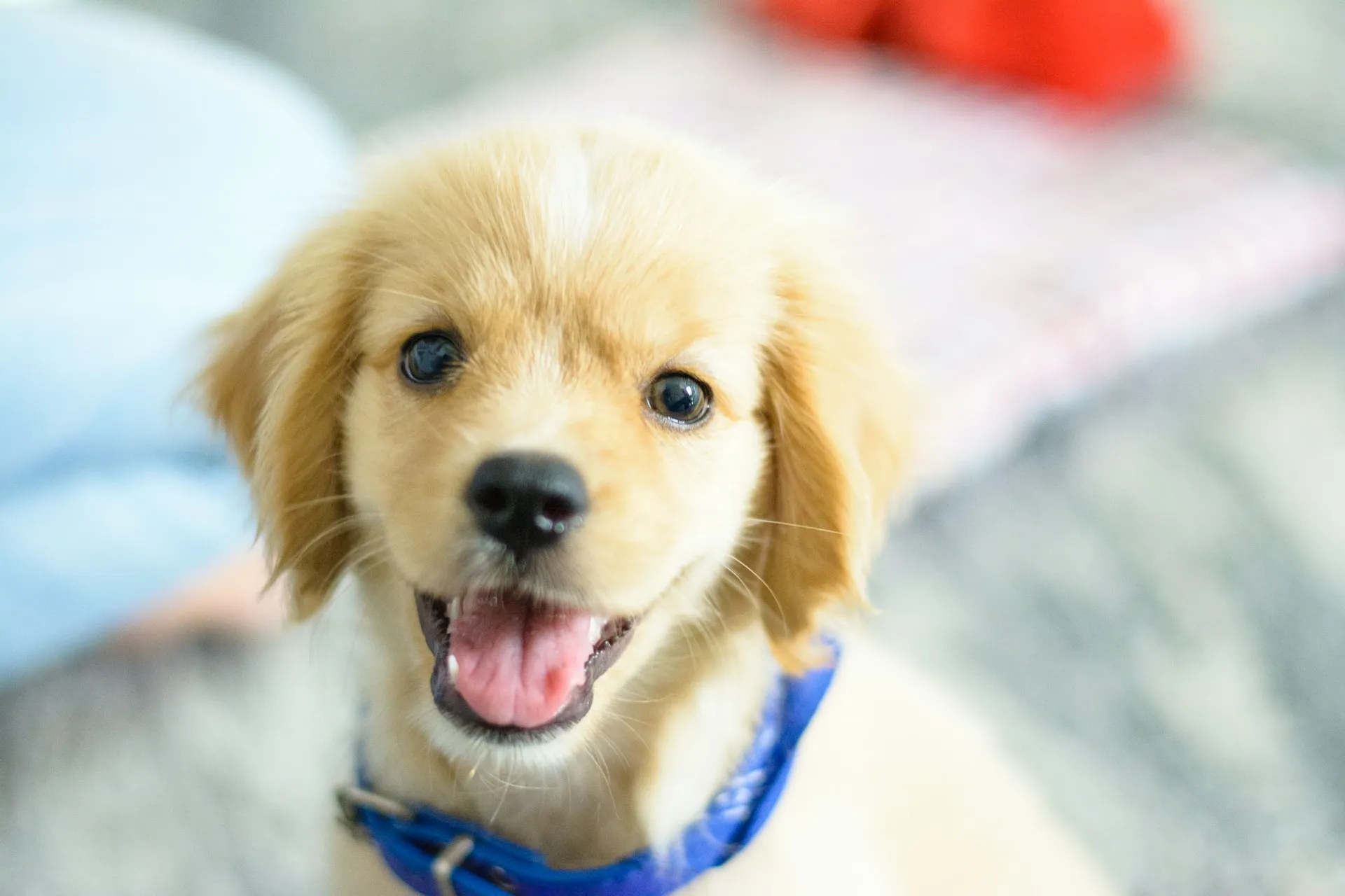 A close-up portrait of a fluffy golden puppy looking at the camera with a joyful, open-mouthed expression.